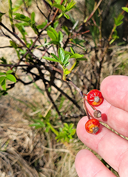 fruit